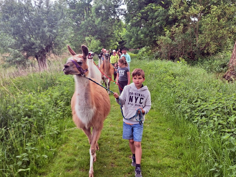 Lama-Wanderung mit dem HVV - Spazieren, Streicheln, Schnuppern